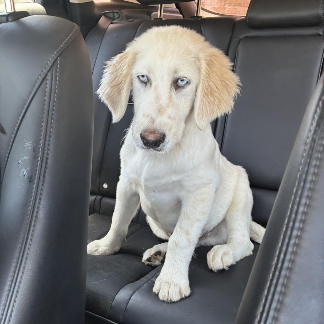 Goose, Baby Male Great Pyrenees
