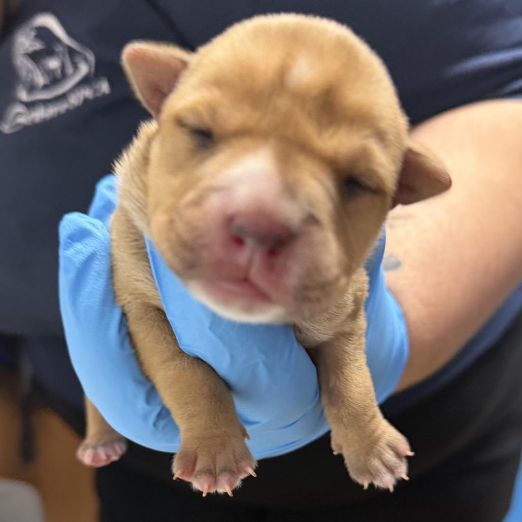 Zephyr, Adoptable, Puppy Male Australian Kelpie & Shepherd.