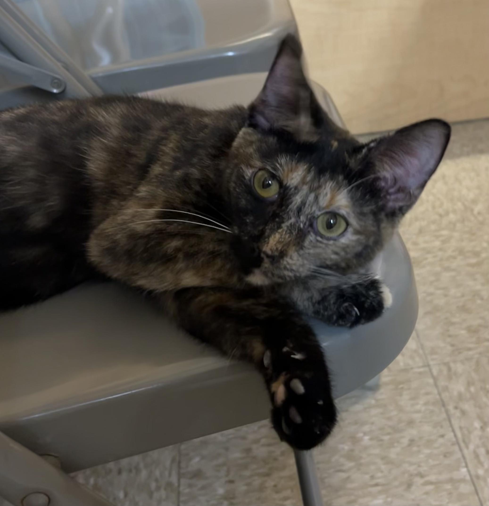 Enlarge Zoey, a ADOPTABLE Tortoiseshell in Charlotte, NC image 2/5