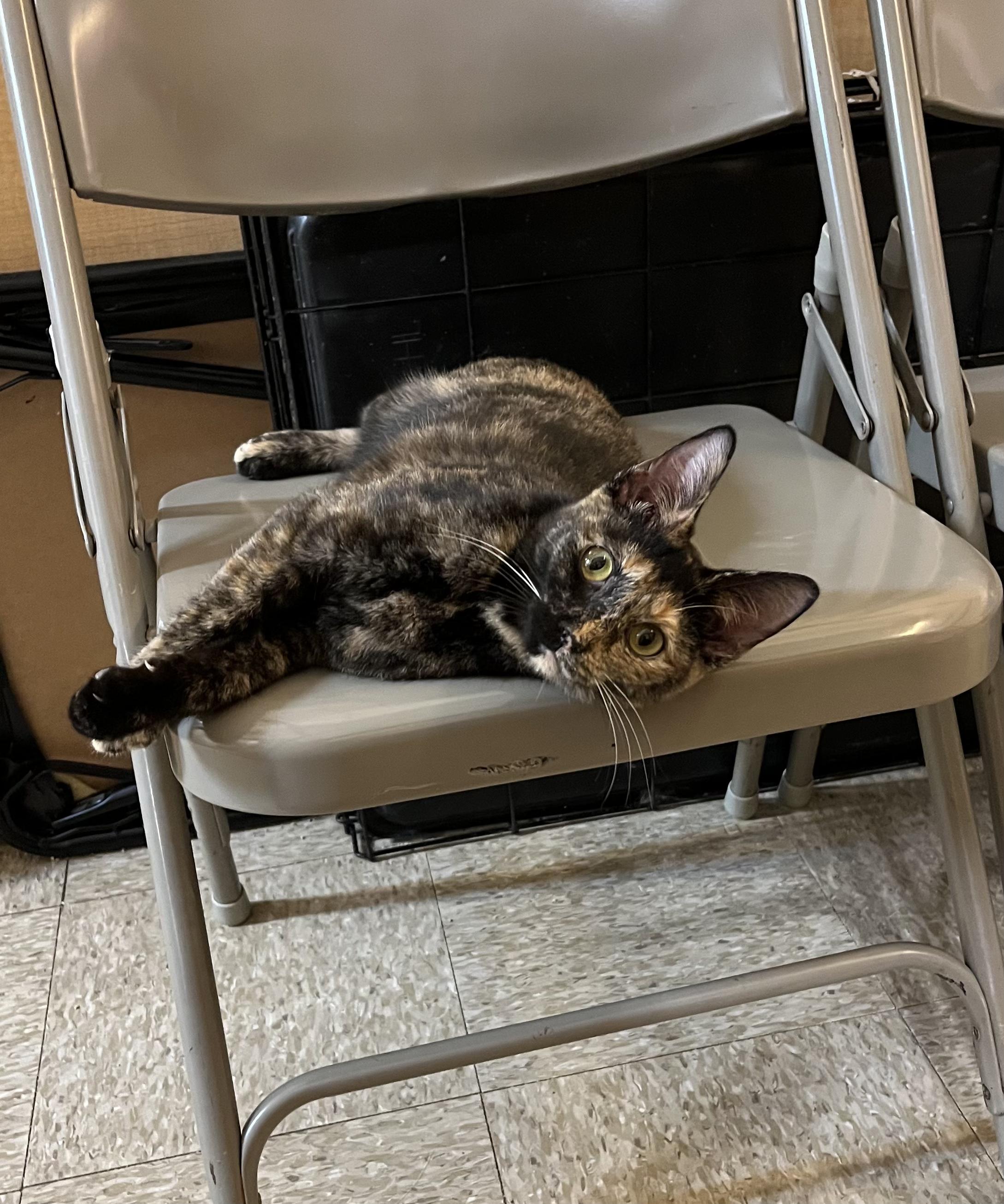 Enlarge Zoey, a ADOPTABLE Tortoiseshell in Charlotte, NC image 3/5