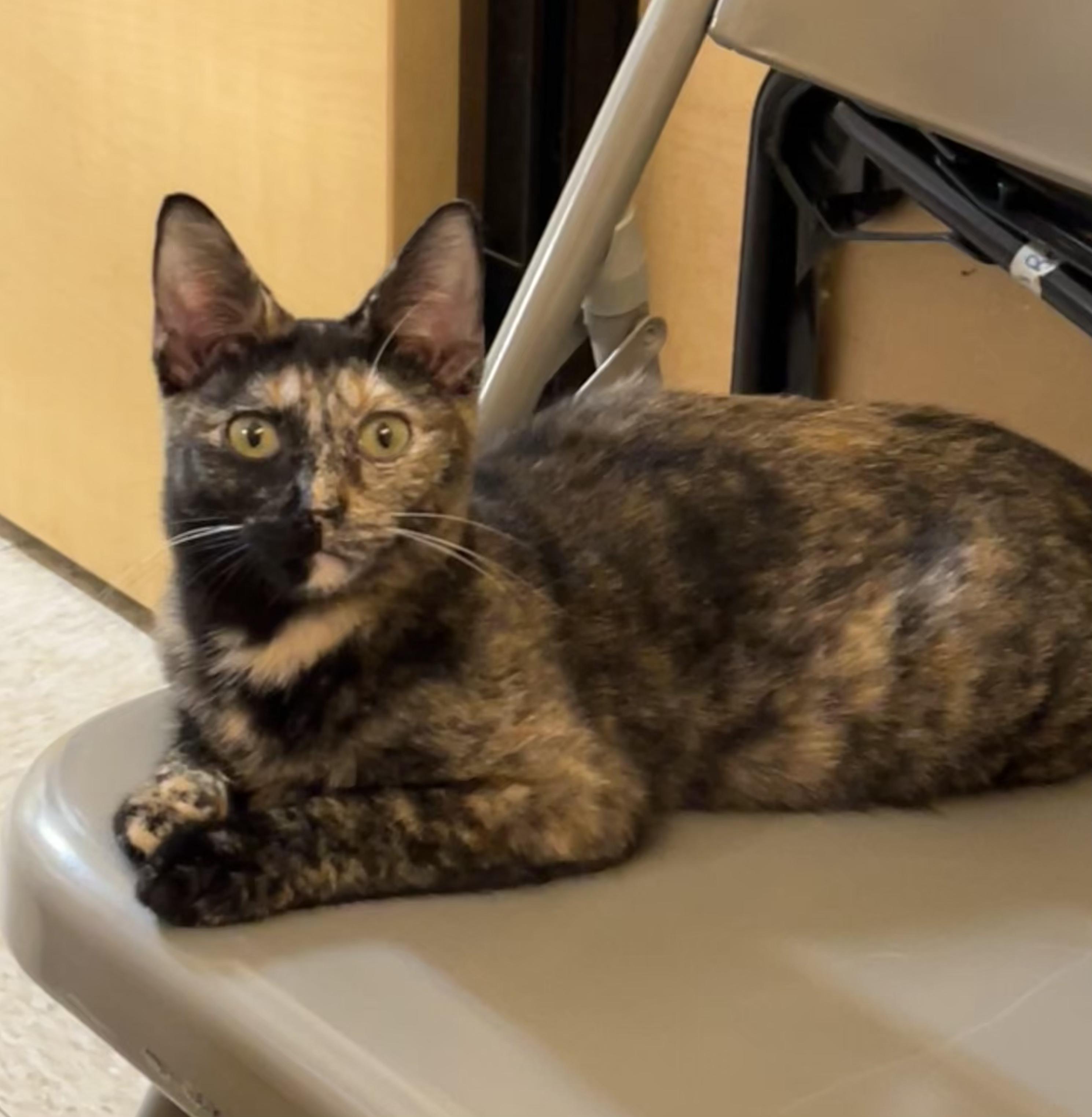 Enlarge Zoey, a ADOPTABLE Tortoiseshell in Charlotte, NC image 1/5
