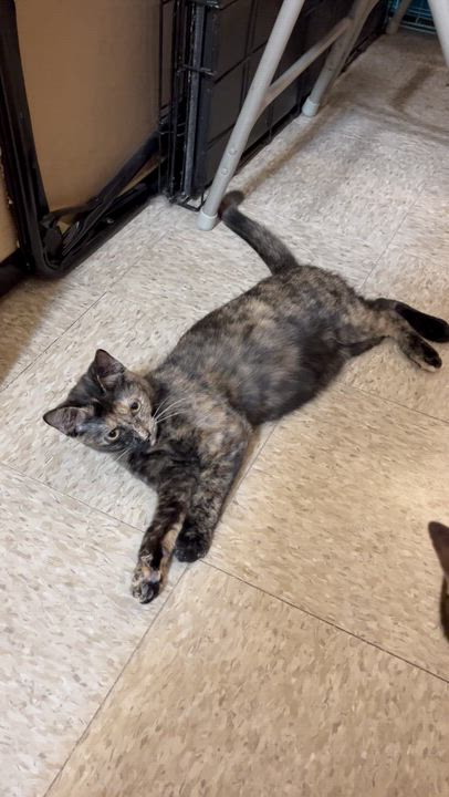 Enlarge Zoey, a ADOPTABLE Tortoiseshell in Charlotte, NC video 4/5