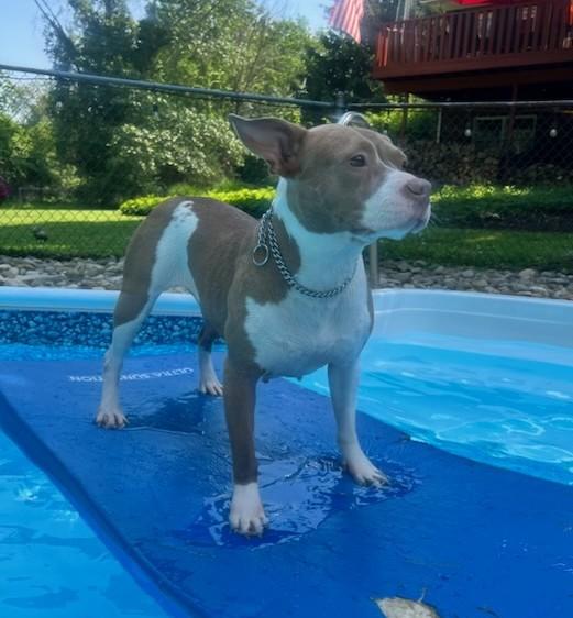 Violet Uber Nanny Dog!  Companion! Emotional Support or Service Dog ! She can do it all!