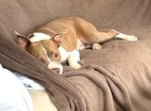 Violet Uber Nanny Dog!  Companion! Emotional Support or Service Dog ! She can do it all!