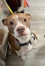 Violet Uber Nanny Dog!  Companion! Emotional Support or Service Dog ! She can do it all!