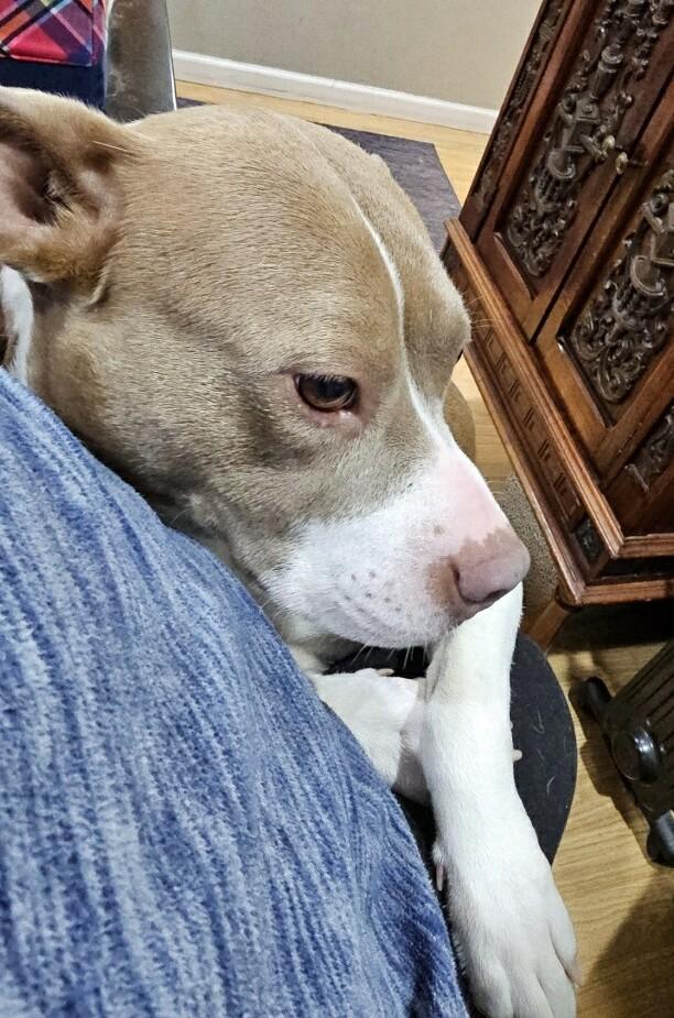 Violet Uber Nanny Dog!  Companion! Emotional Support or Service Dog ! She can do it all!