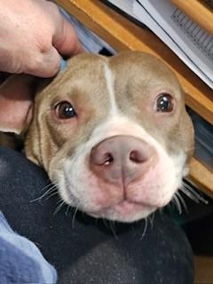 Violet Uber Nanny Dog!  Companion! Emotional Support or Service Dog ! She can do it all!