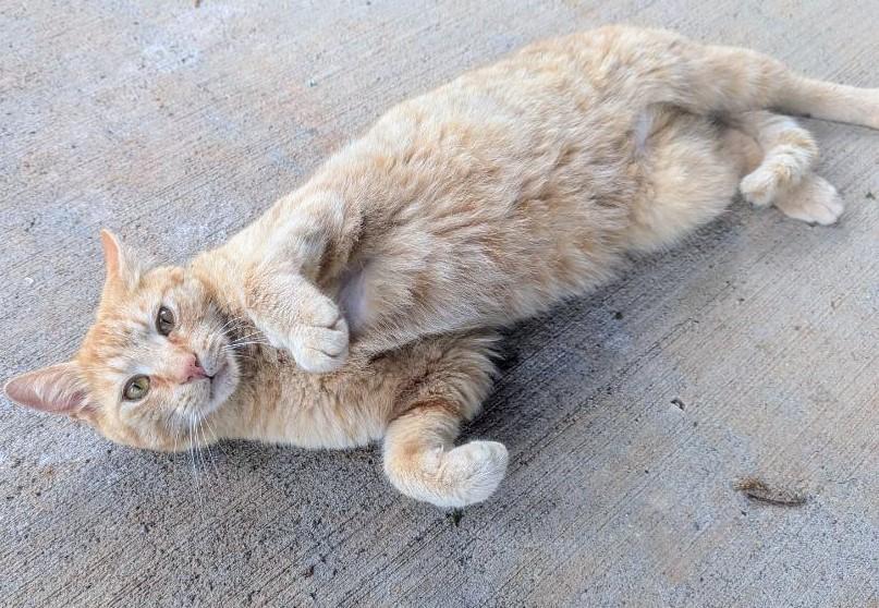 Enlarge Carl Catnip, a Adoptable Domestic Short Hair in Ellijay, GA image 3/6