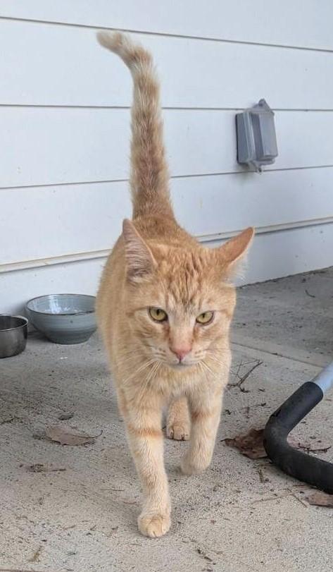 Enlarge Carl Catnip, a Adoptable Domestic Short Hair in Ellijay, GA image 4/6