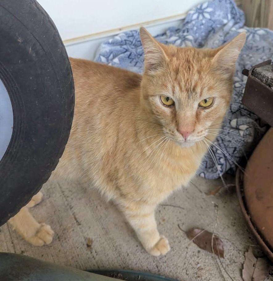Enlarge Carl Catnip, a Adoptable Domestic Short Hair in Ellijay, GA image 5/6
