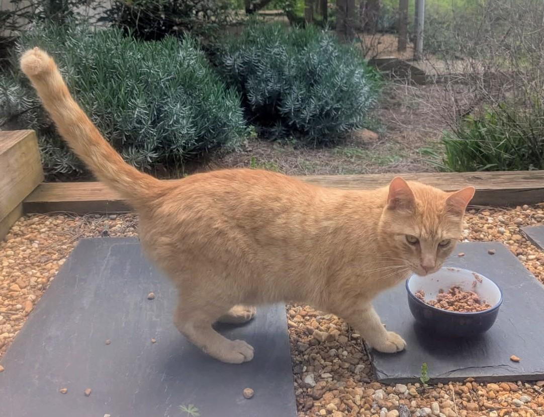 Enlarge Carl Catnip, a Adoptable Domestic Short Hair in Ellijay, GA image 6/6