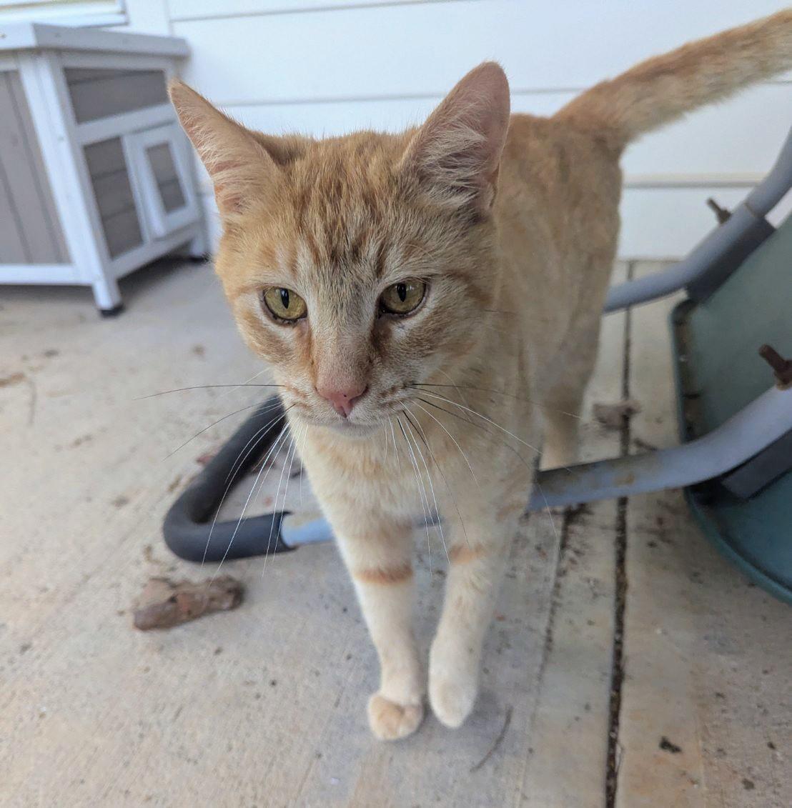 Enlarge Carl Catnip, a Adoptable Domestic Short Hair in Ellijay, GA image 1/6