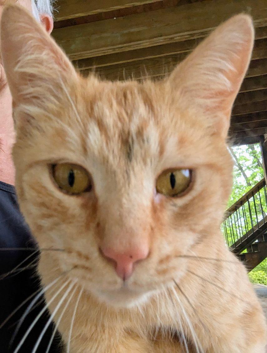 Enlarge Carl Catnip, a Adoptable Domestic Short Hair in Ellijay, GA image 2/6