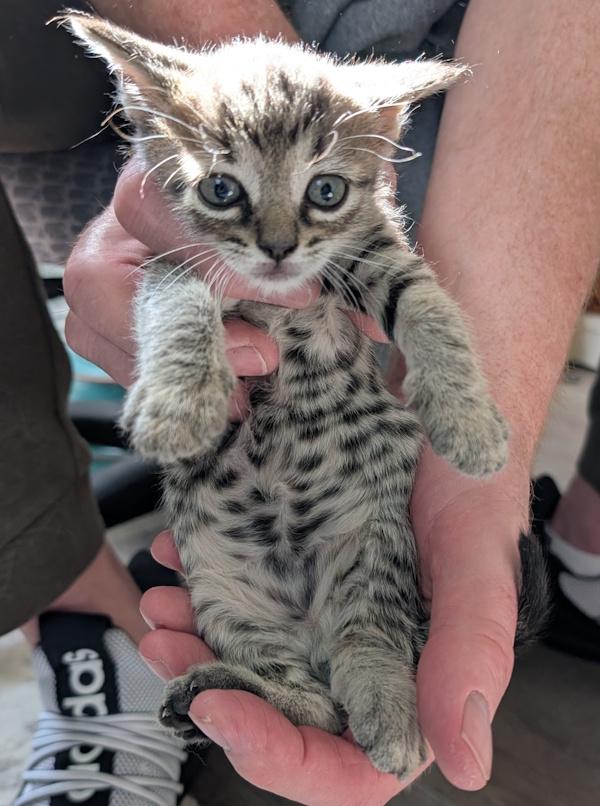 PICO
