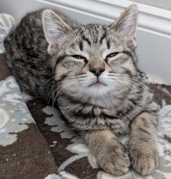PICO