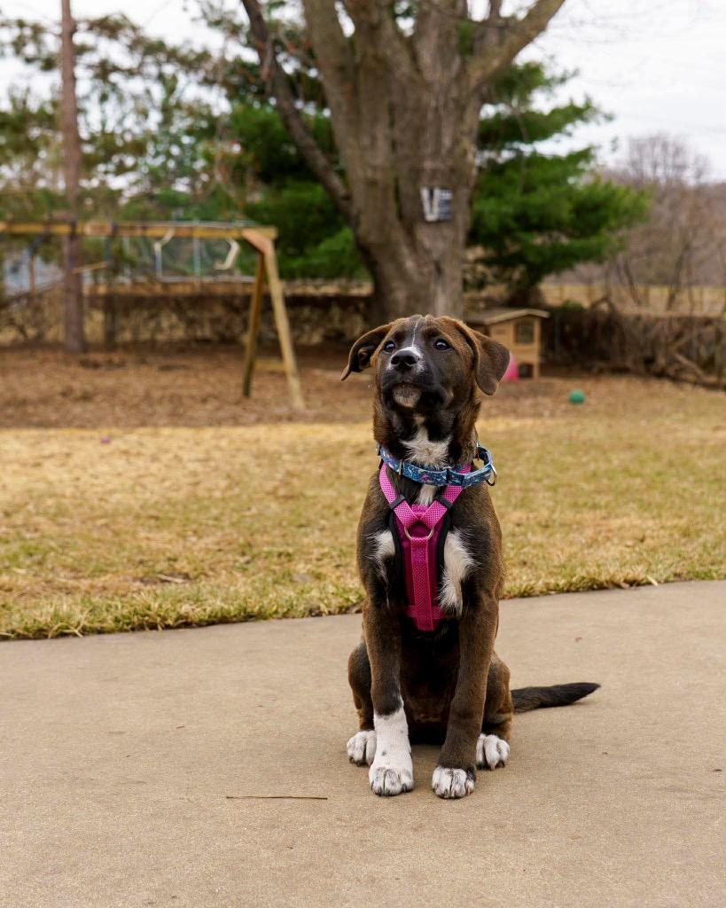 Ginger Snap, Adoptable, Puppy Female Pit Bull Terrier.