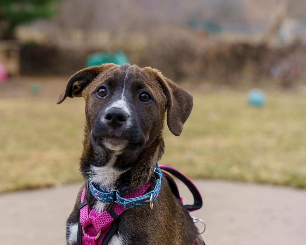 Enlarge Ginger Snap, a Adoptable Pit Bull Terrier in Savage, MN image 2/5