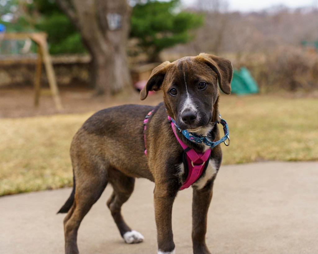 Enlarge Ginger Snap, a Adoptable Pit Bull Terrier in Savage, MN image 3/5