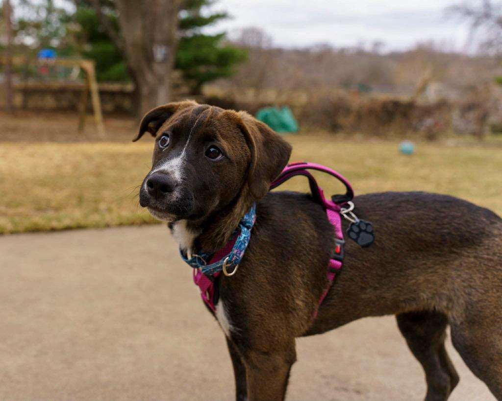 Enlarge Ginger Snap, a Adoptable Pit Bull Terrier in Savage, MN image 4/5