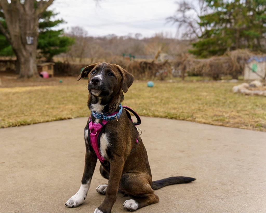 Enlarge Ginger Snap, a Adoptable Pit Bull Terrier in Savage, MN image 5/5