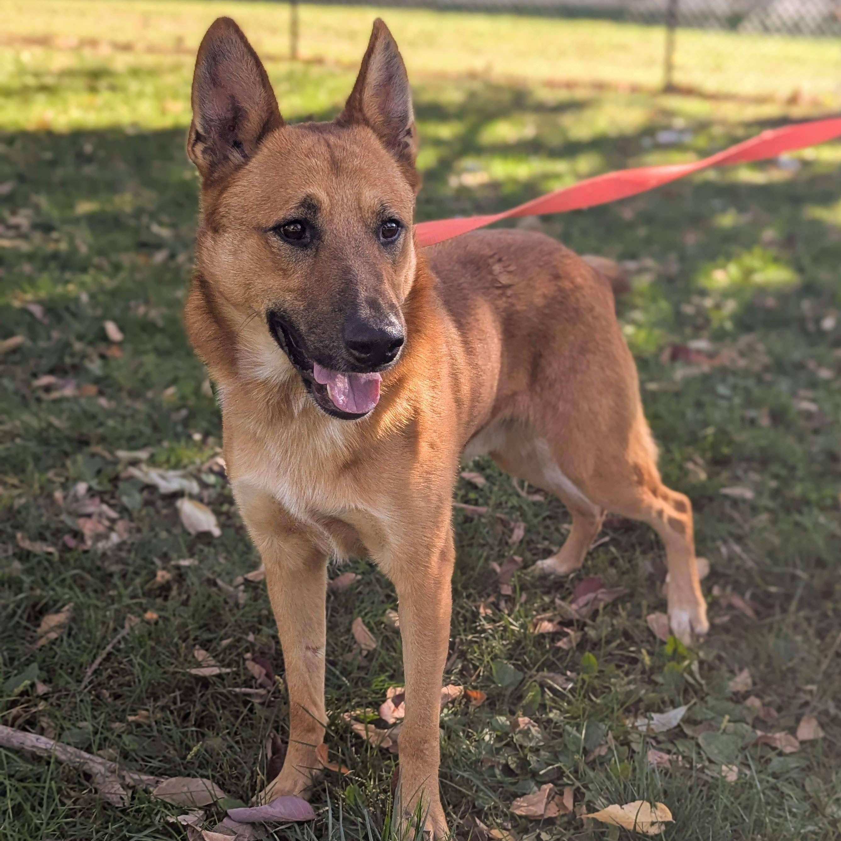 Winchester - Teacher's Pet