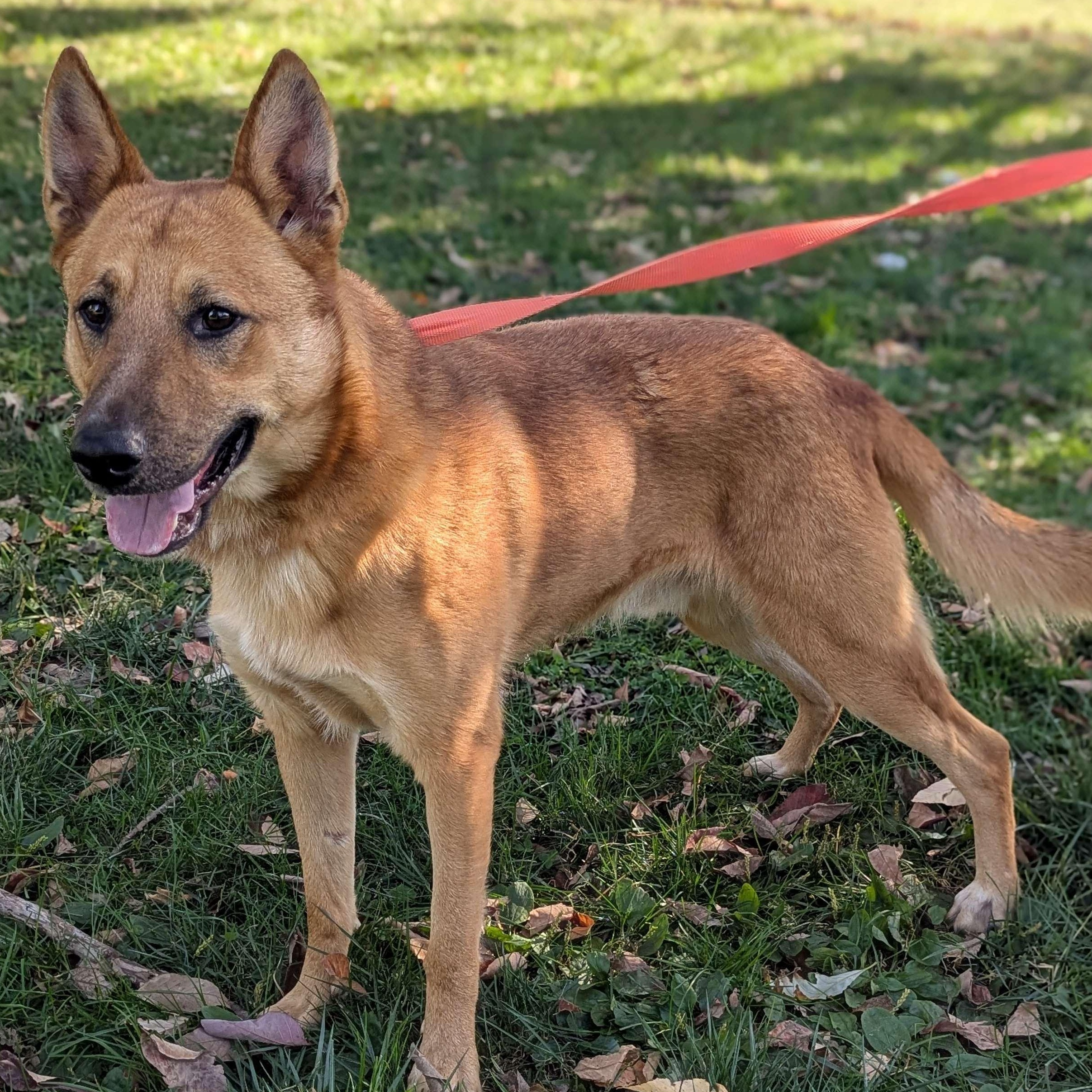 Winchester - Teacher's Pet