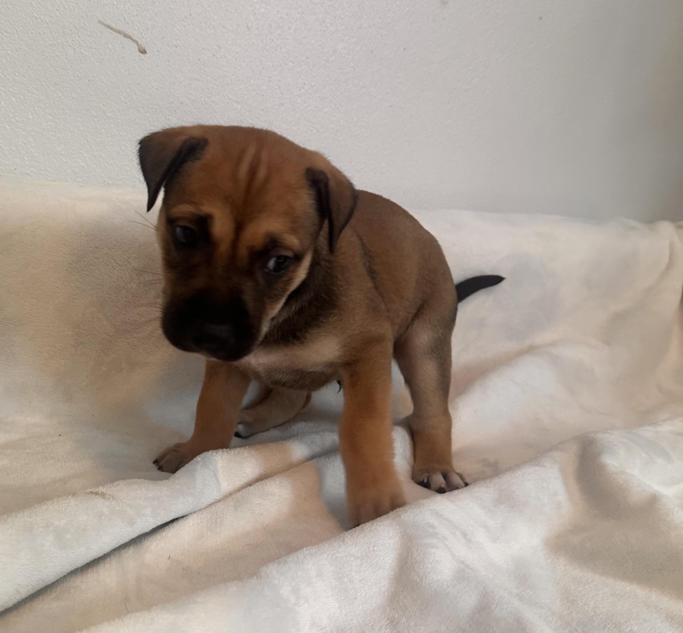 Pike  The Cuddle thumbnail 3