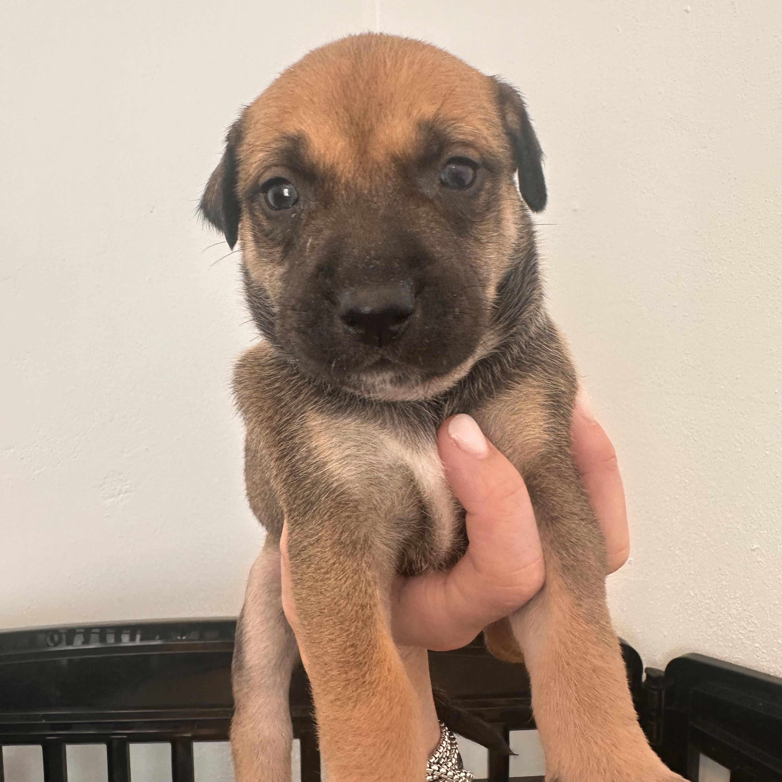 Pike  The Cuddle thumbnail 4