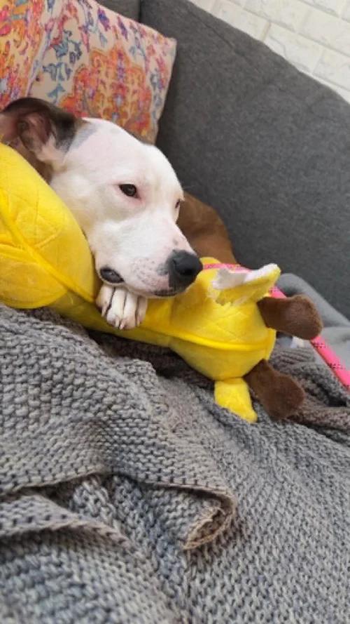 Enlarge Tremmy, an adopted mixed breed in Minneapolis, MN image 3/6