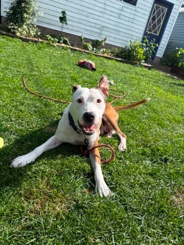 Enlarge Tremmy, an adopted mixed breed in Minneapolis, MN image 5/6
