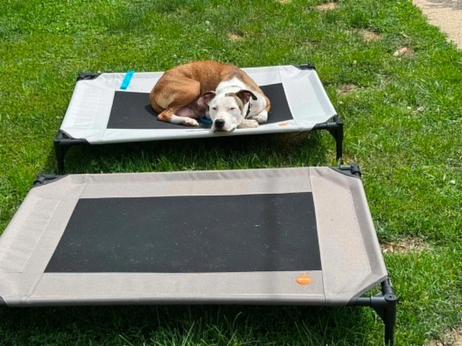 Enlarge Tremmy, an adopted mixed breed in Minneapolis, MN image 6/6