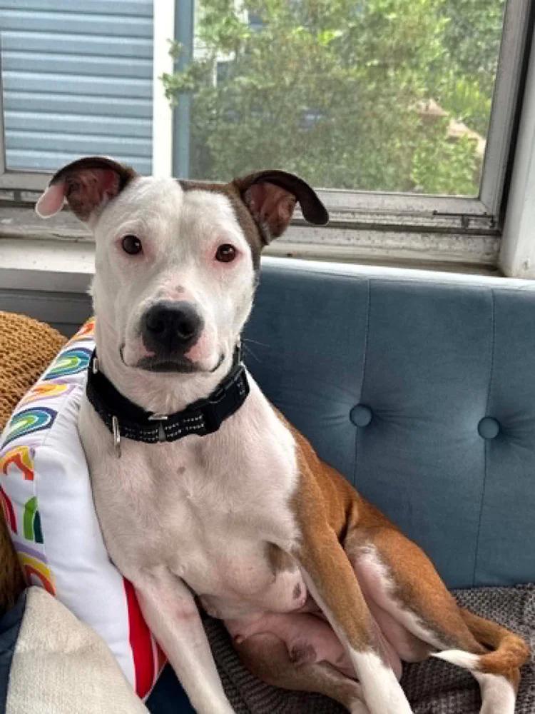 Tremmy, adopted, Young Female Pit Bull Terrier.