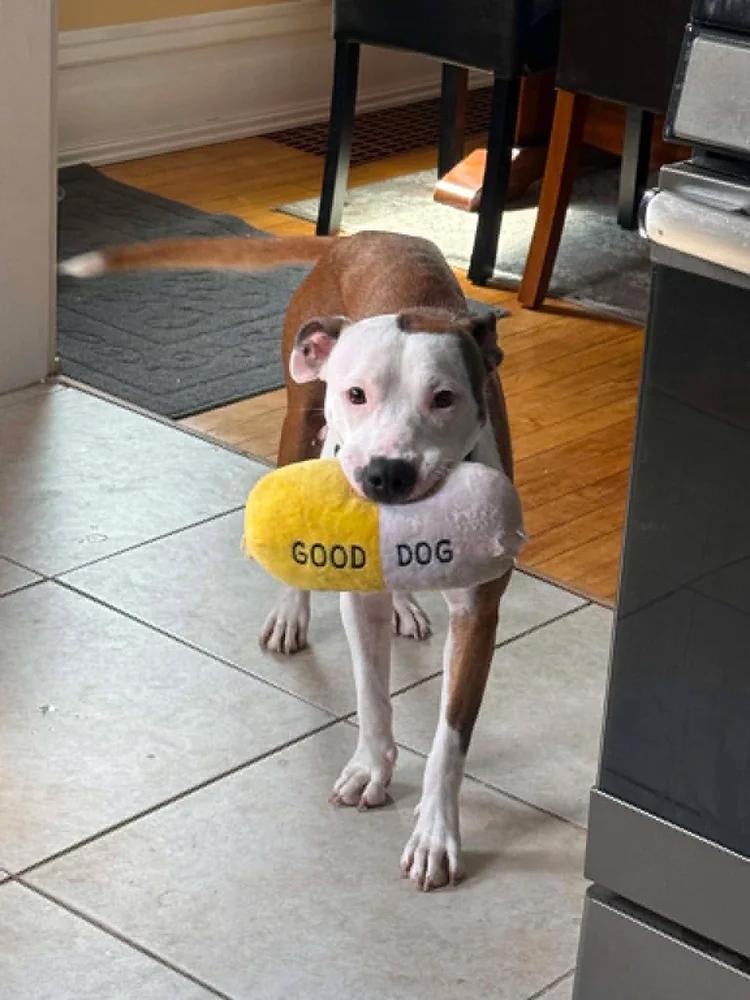 Enlarge Tremmy, an adopted mixed breed in Minneapolis, MN image 2/6