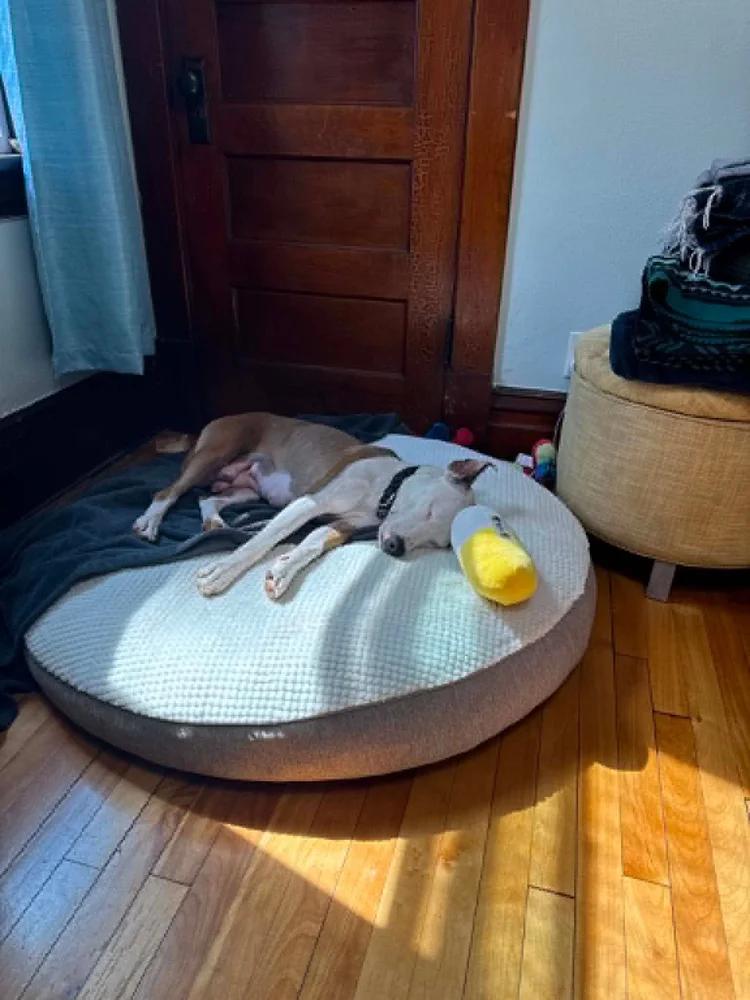 Enlarge Tremmy, an adopted mixed breed in Minneapolis, MN image 4/6