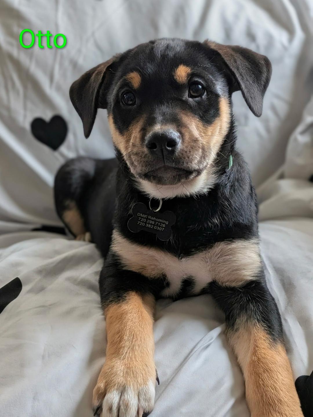 Enlarge Otto, a Adopted mixed breed in Littleton, CO image 2/3