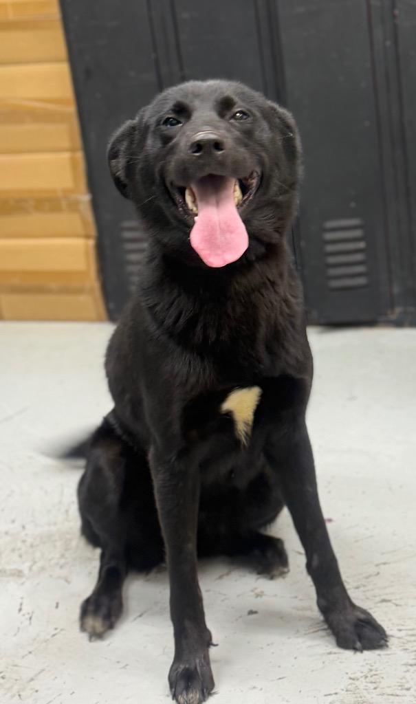 Enlarge Noelle, a Adoptable mixed breed in North Vernon, IN image 1/1