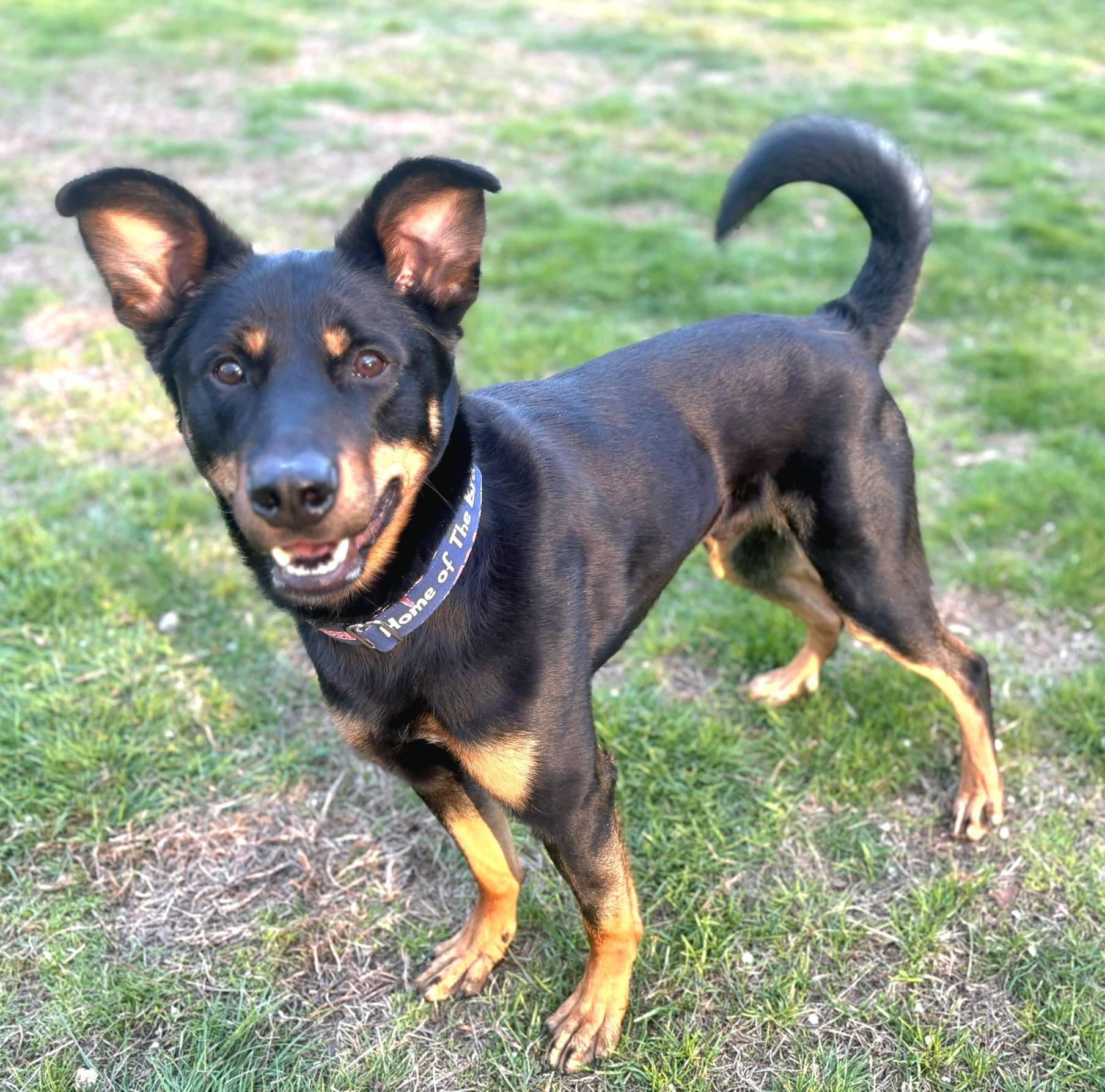 Stitch, ADOPTABLE, Young Male Hound.