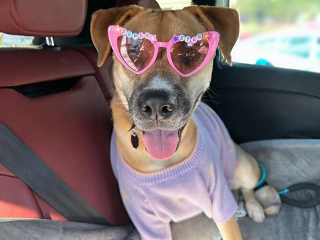 BRIDGET, Adoptable, Young Female German Shepherd Dog & Mixed Breed.