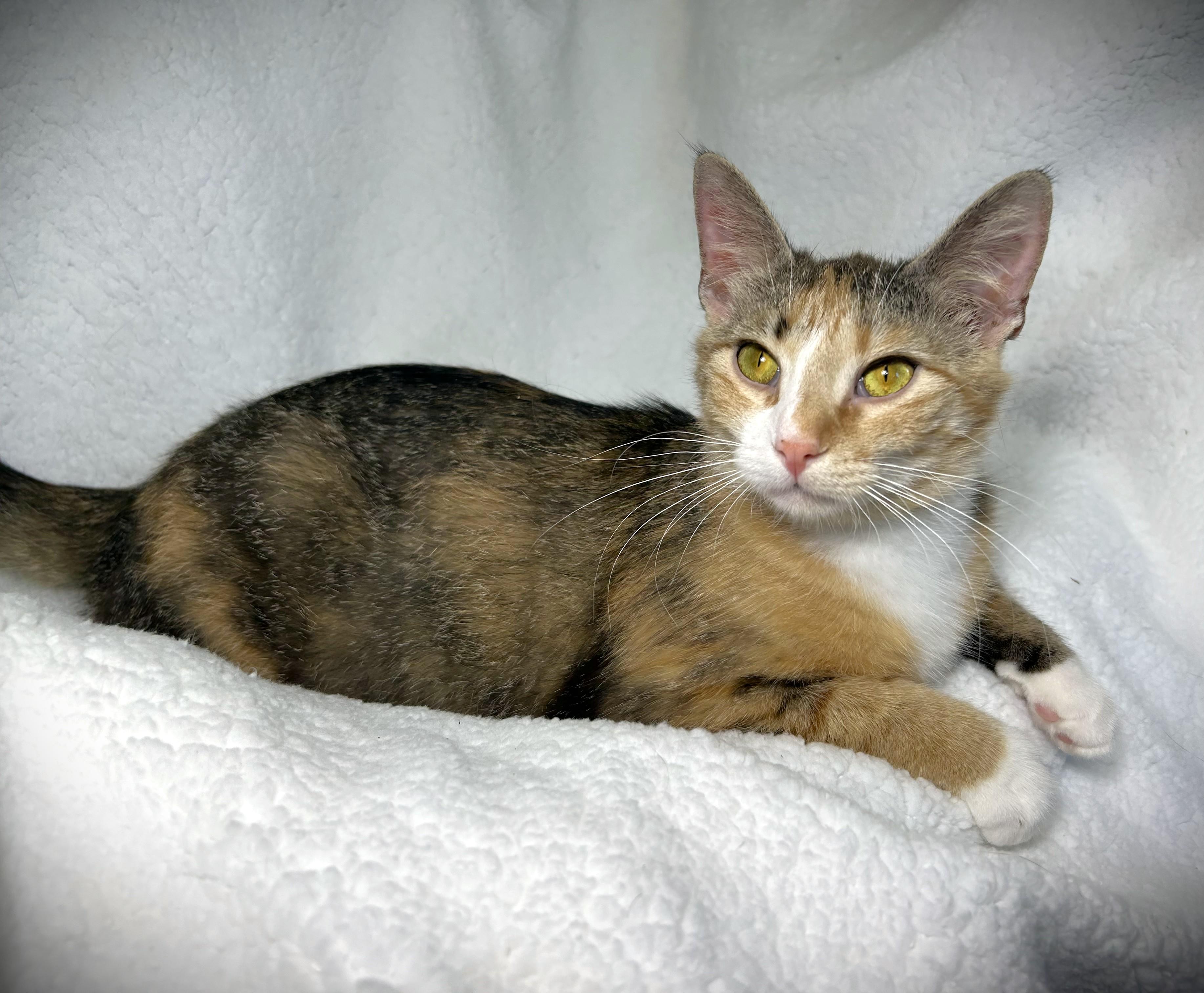 Enlarge LUCY aka Lucy Lou, a ADOPTABLE Domestic Short Hair in Mankato, MN image 5/5