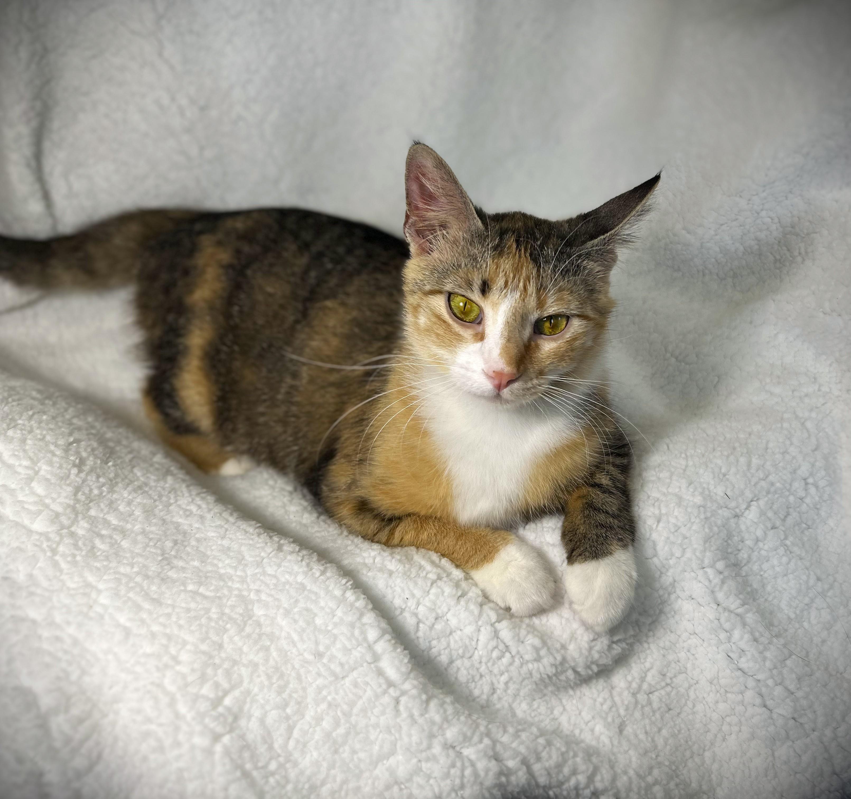 Enlarge LUCY aka Lucy Lou, a ADOPTABLE Domestic Short Hair in Mankato, MN image 3/5