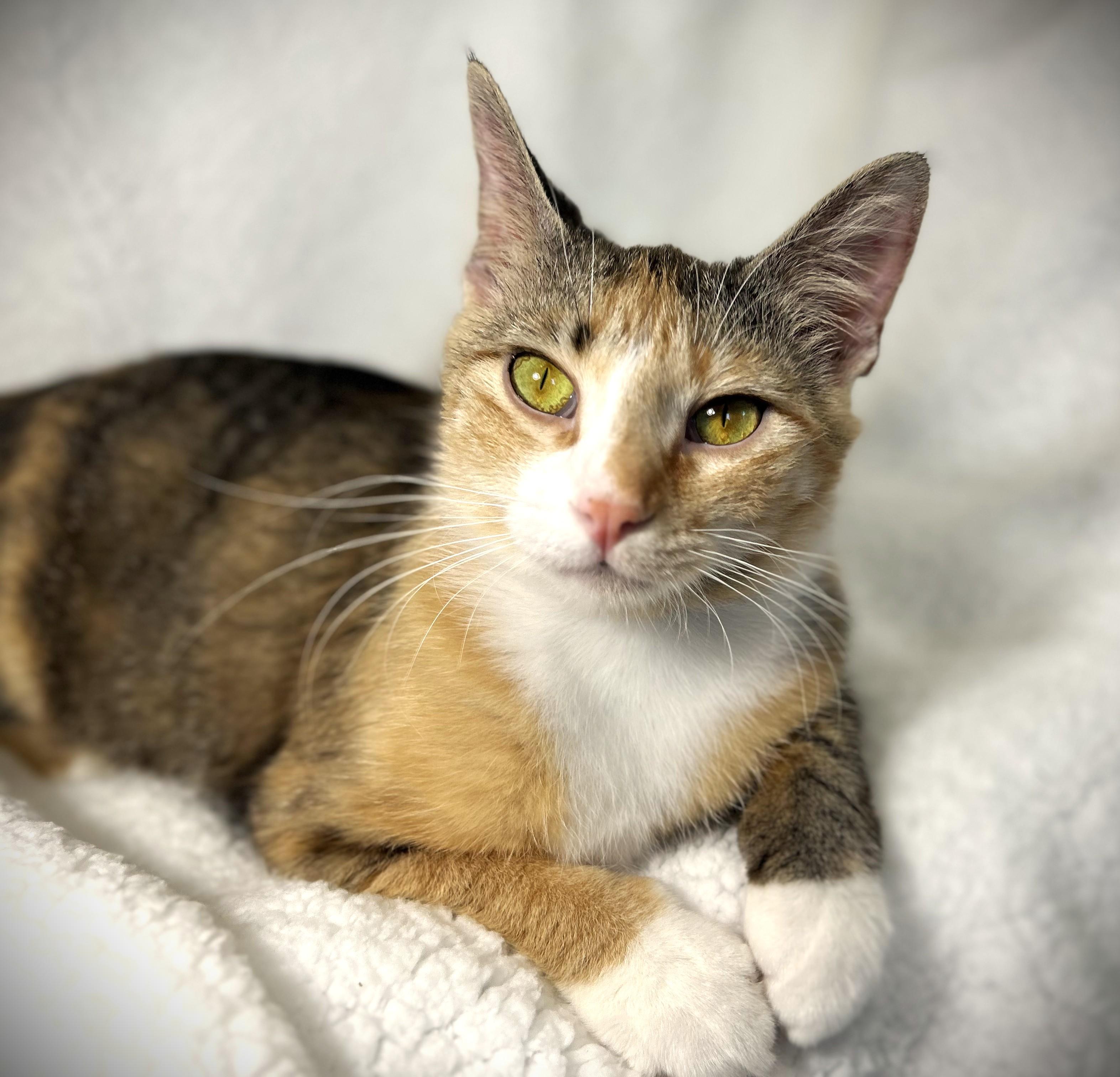 Enlarge LUCY aka Lucy Lou, a ADOPTABLE Domestic Short Hair in Mankato, MN image 1/5