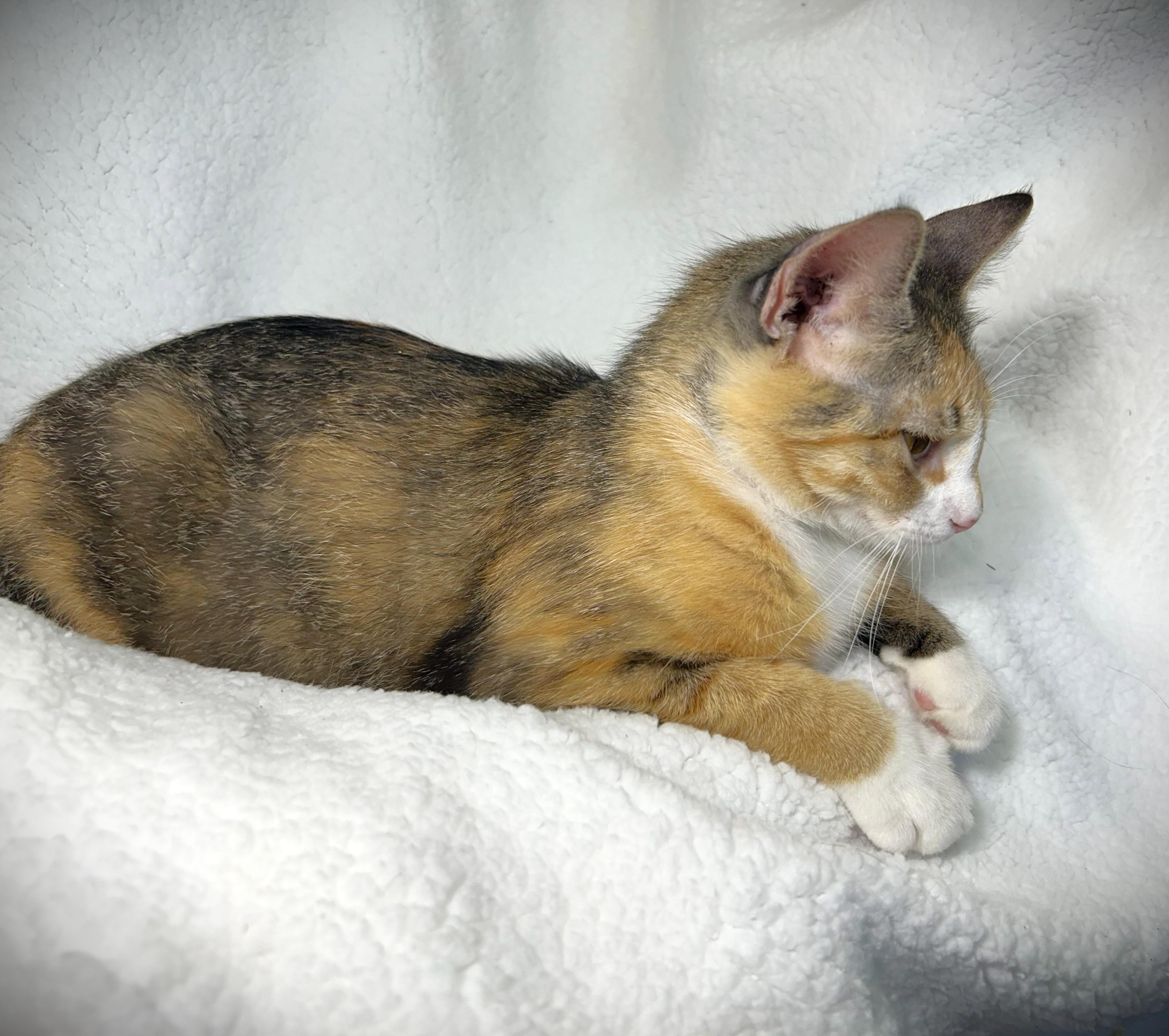 Enlarge LUCY aka Lucy Lou, a ADOPTABLE Domestic Short Hair in Mankato, MN image 4/5