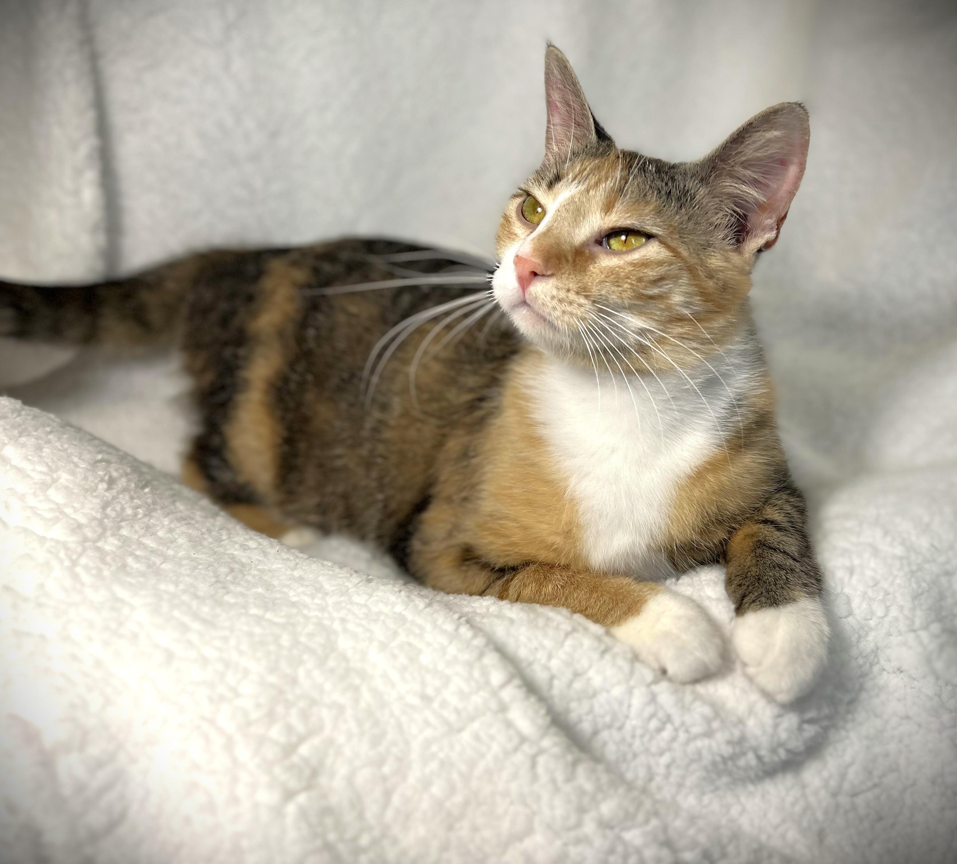 Enlarge LUCY aka Lucy Lou, a ADOPTABLE Domestic Short Hair in Mankato, MN image 2/5