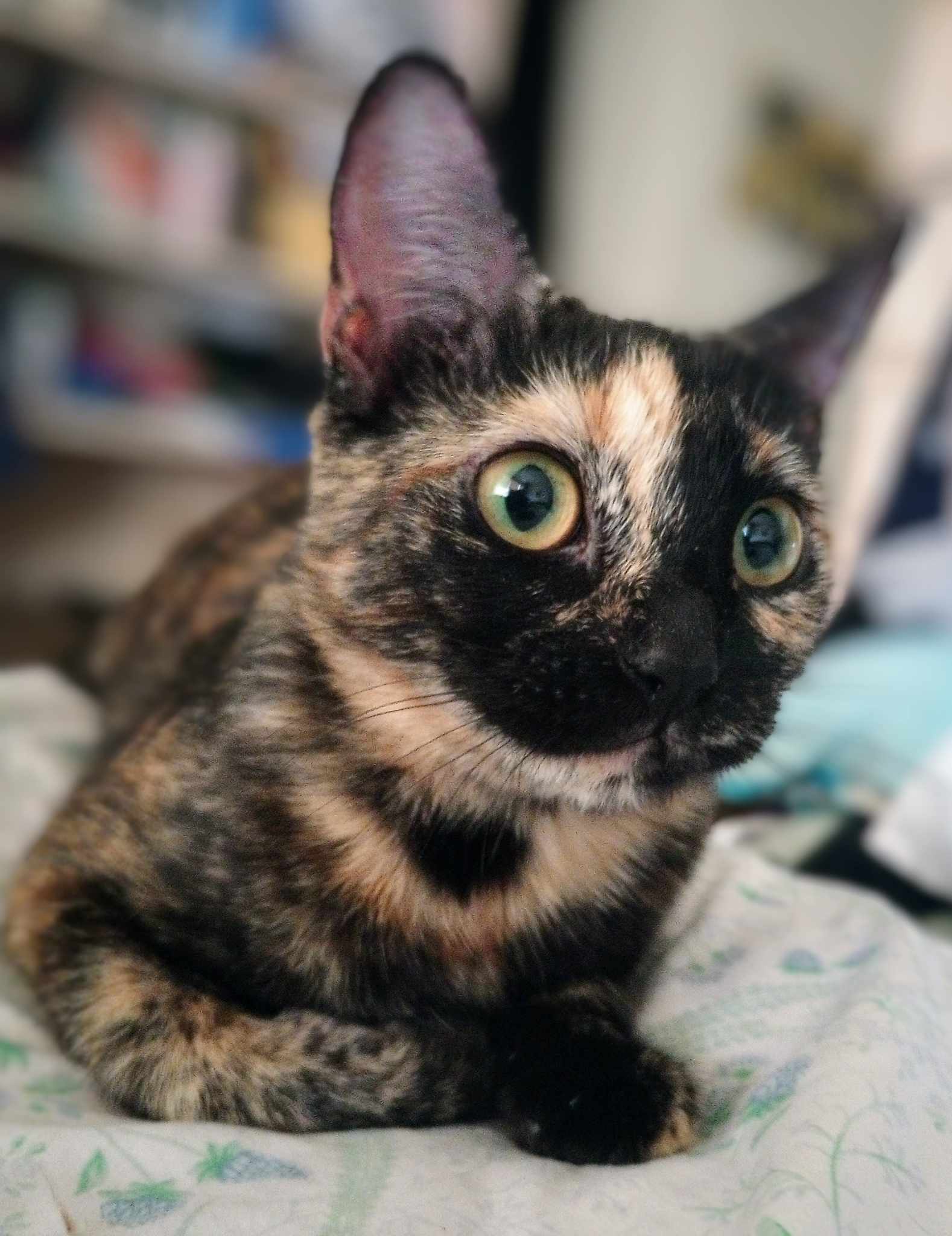 Narayan WA12736-T, Adoptable, Adult Female Domestic Short Hair & Tortoiseshell.
