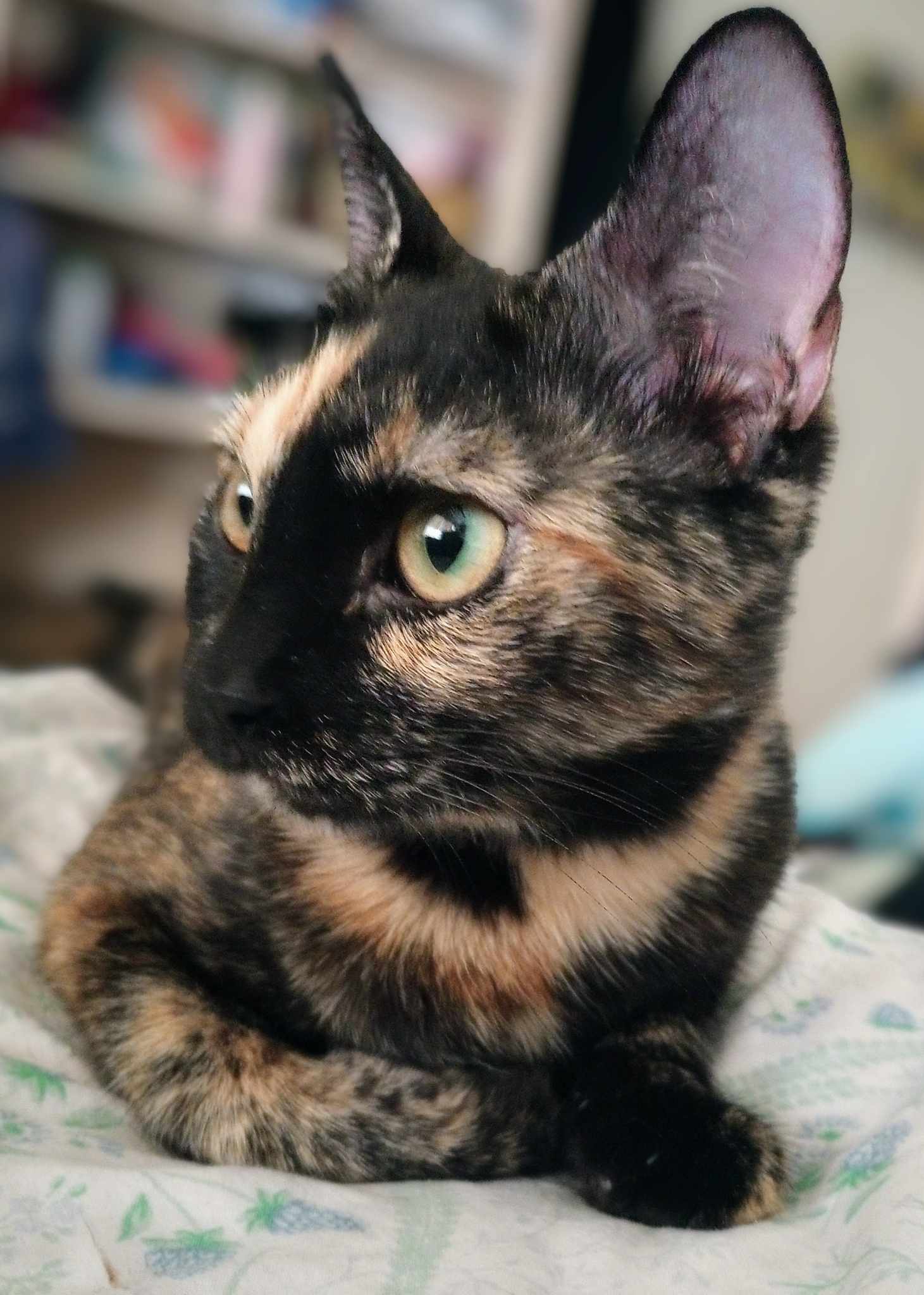 Enlarge Narayan WA12736-T, a Adoptable mixed breed in Bellevue, WA image 5/5