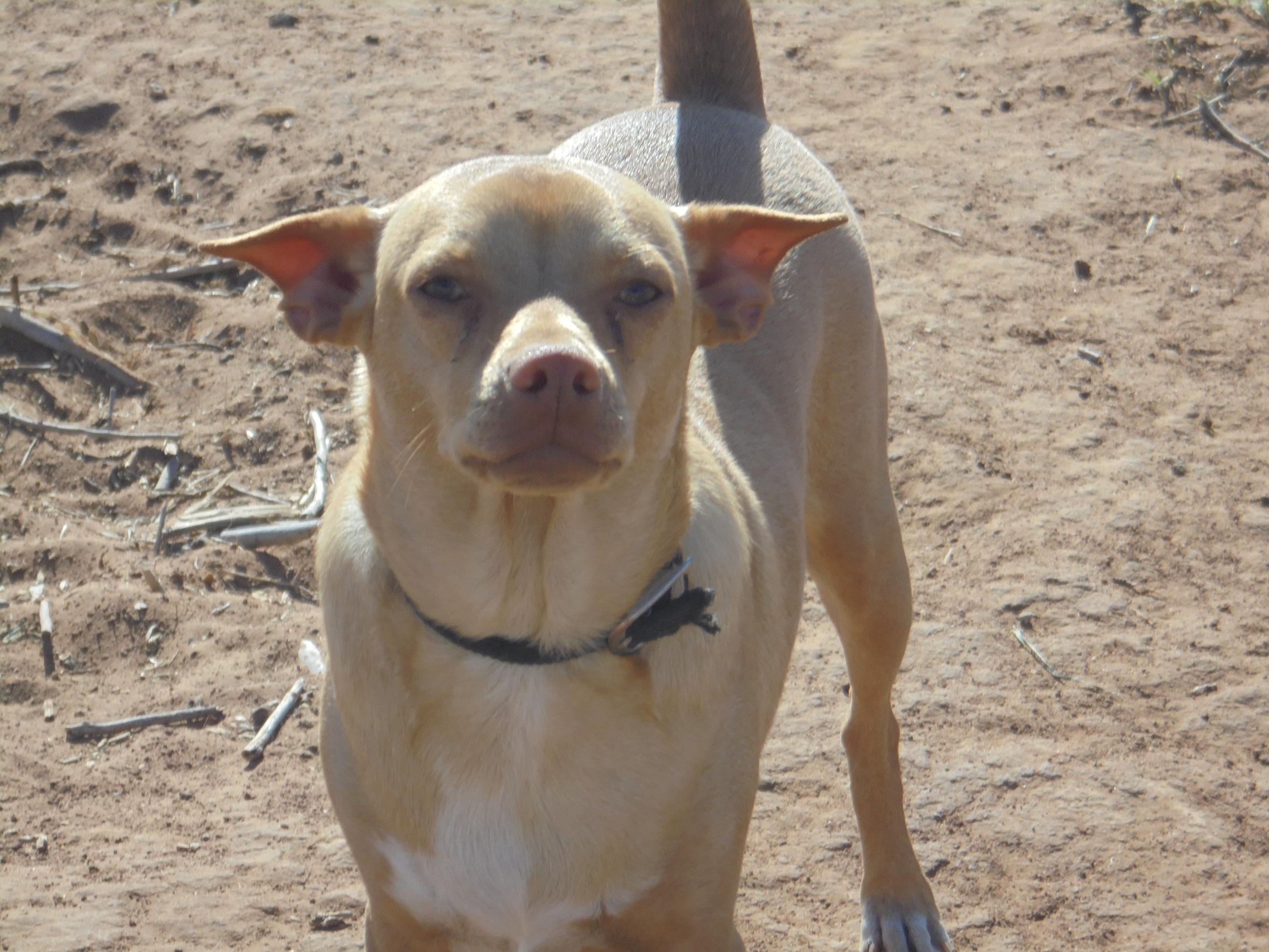 JoeJo, Adoptable, Adult Male Terrier.