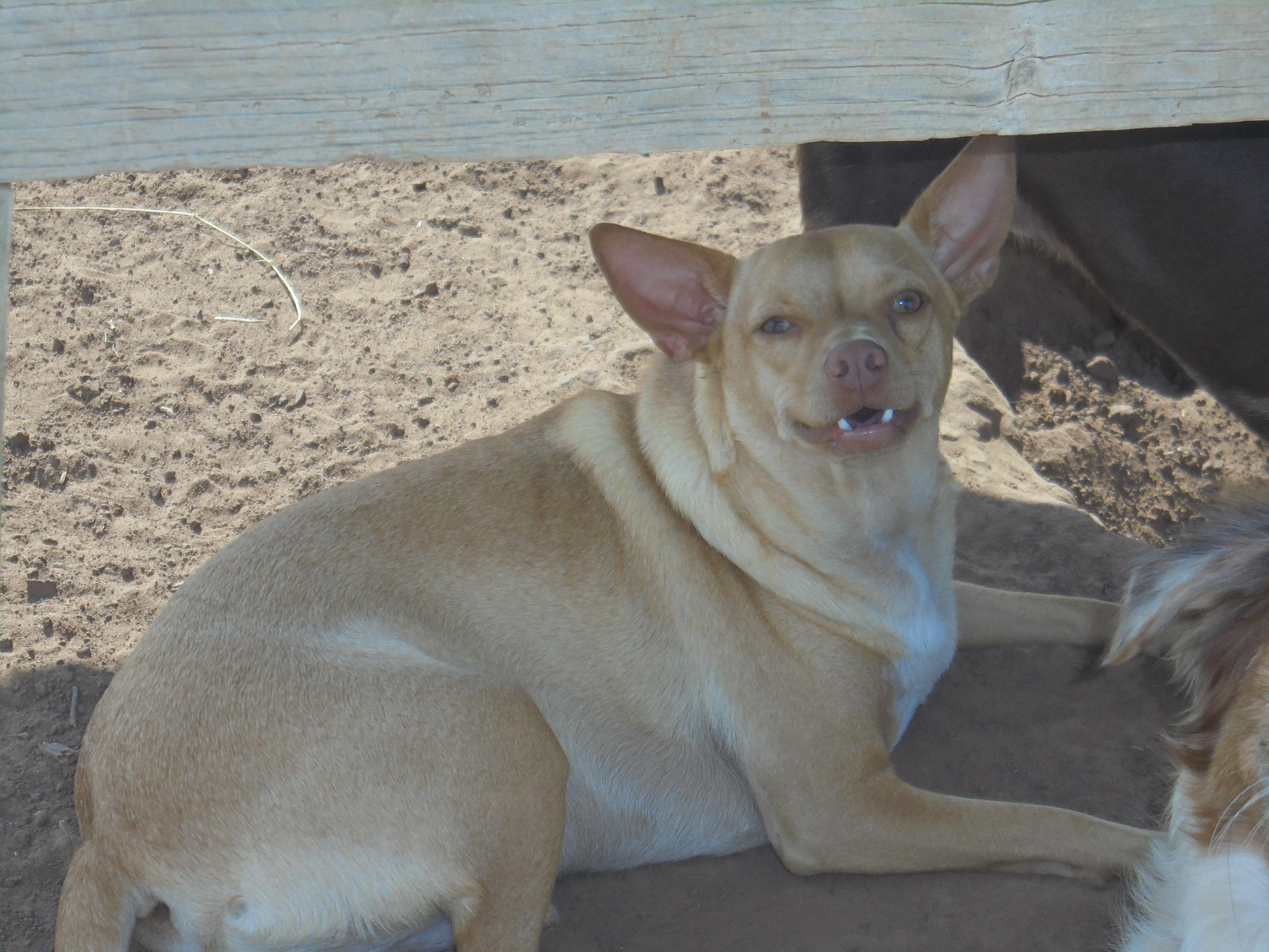 JoeJo, a Adoptable mixed breed in Anton, TX image 2/3