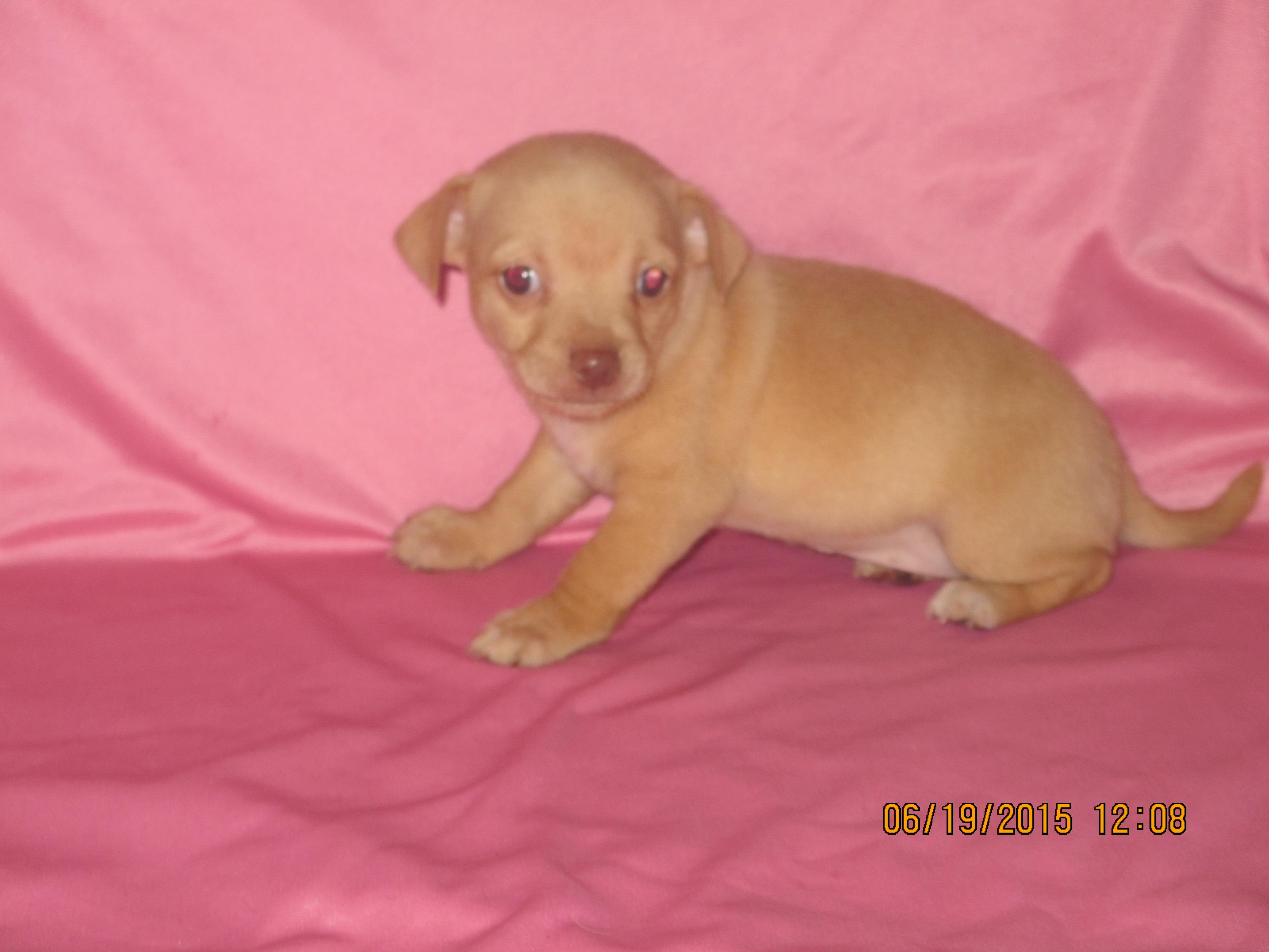 JoeJo, a Adoptable mixed breed in Anton, TX image 3/3