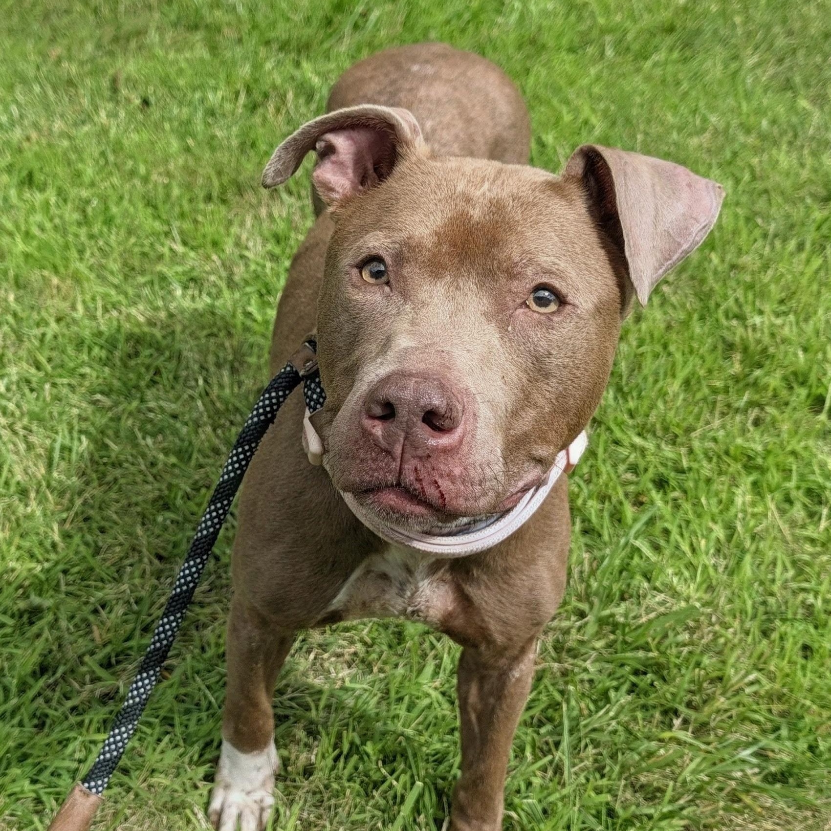 Enlarge Flora, a Adoptable mixed breed in Buffalo, NY image 5/6