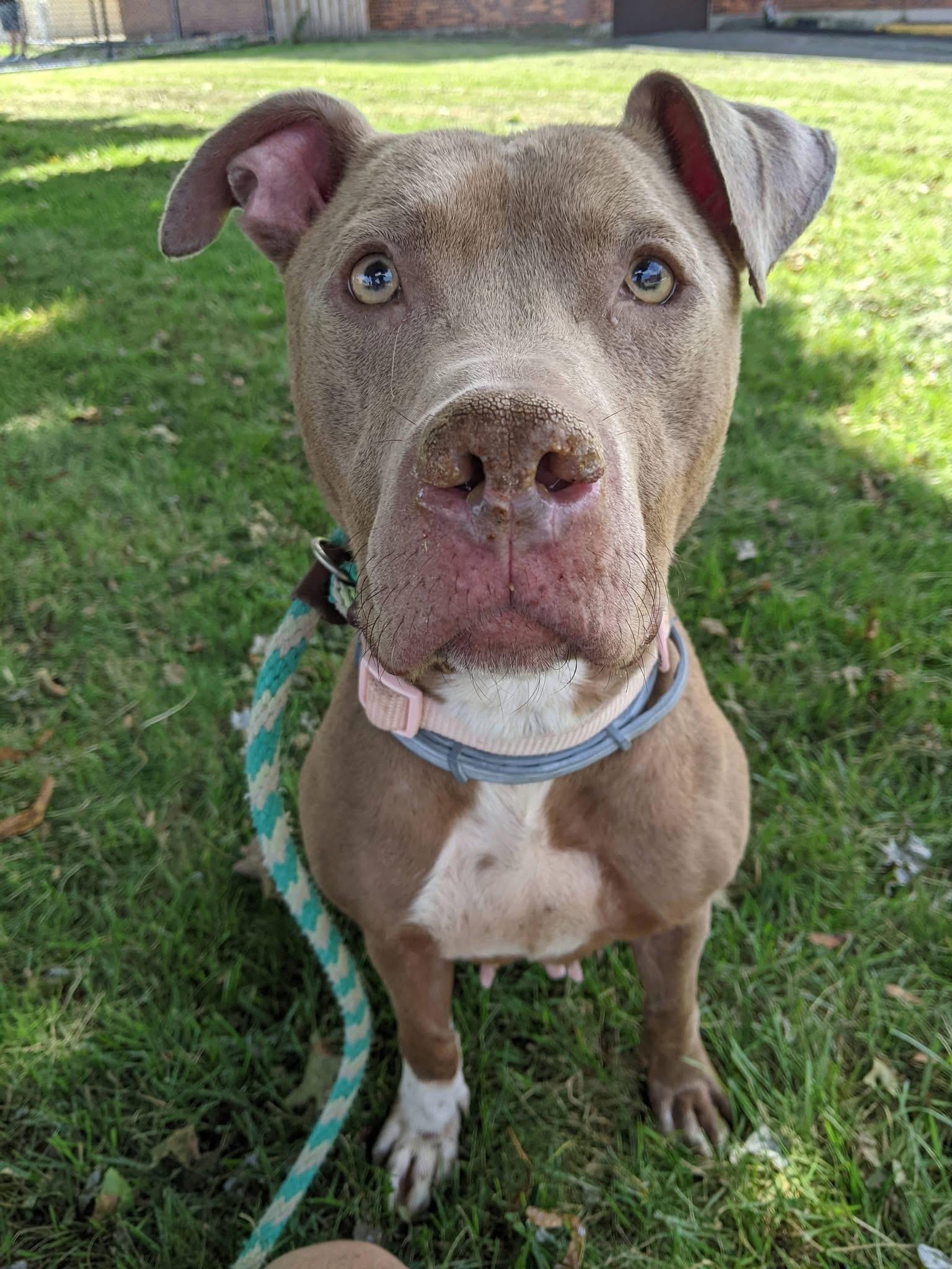 Enlarge Flora, a Adoptable mixed breed in Buffalo, NY image 6/6